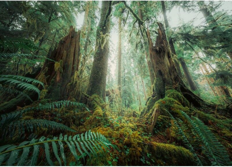 Ravensburger Puzzle 1000 p - En forêt (Nature edition)