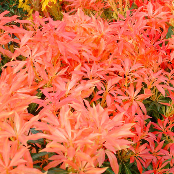 2 x Pieris japonica Forest Flame Sierkers in pot, 20-30 cm