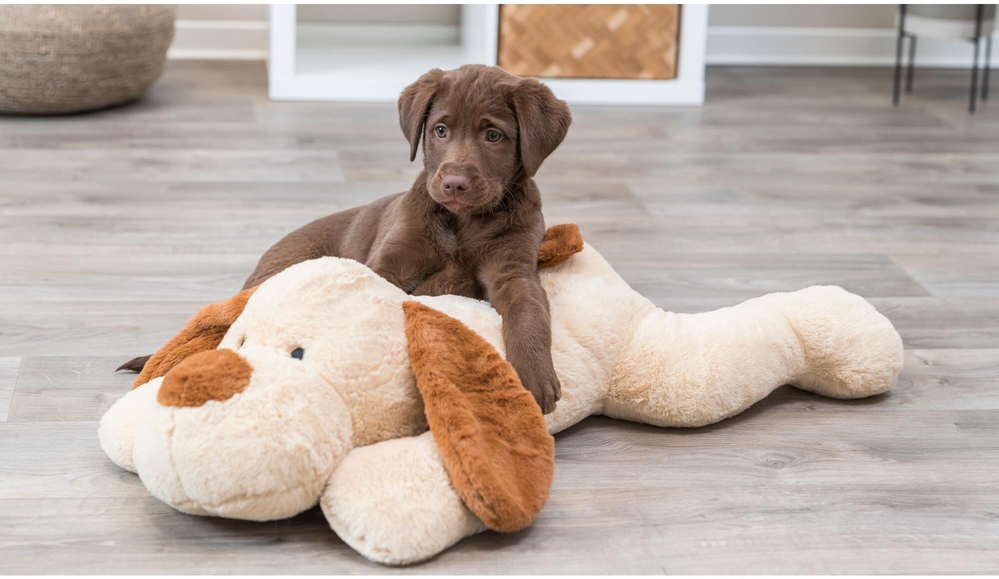 Tierkuscheltier TRIXIE "Benny SOFT Edi", braun, L:75cm, Plüsch, Tierspielzeuge, Tierkuscheltier braun Einheitsgröße