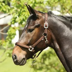 ELDORADO Nylon-Pferdehalfter Lea - braun - Warmblut