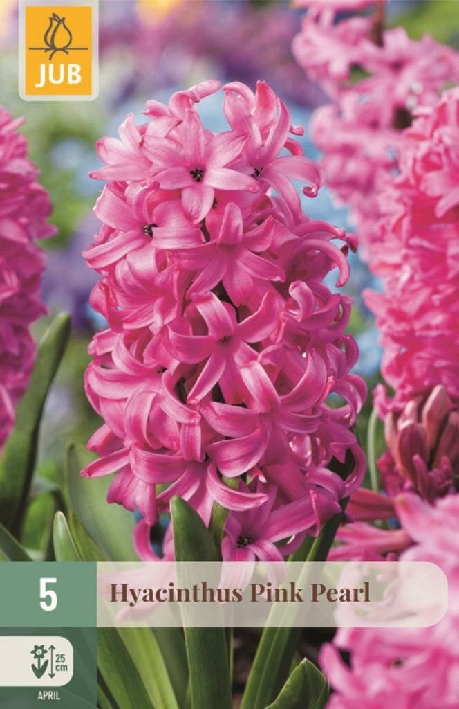 Hyacint Pink Pearl 5 bollen
