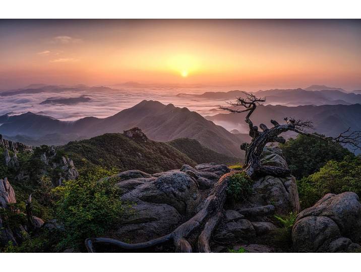 Fototapete PAPERMOON Photo-Art TIGER SEO, SONNENAUFGANG AUF DER SPITZE , bunt, B:2m L:1,49m, Vlies, Tapeten, Fototapete