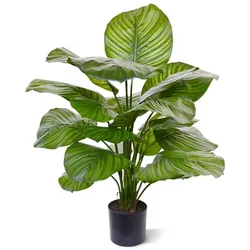 Designplants Calathea Fasciata Kunstpflanze (h: 70 cm)