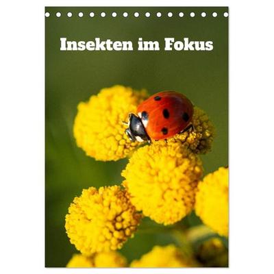 Insekten im Fokus (Tischkalender 2027 DIN A5 hoch), CALVENDO Monatskalender