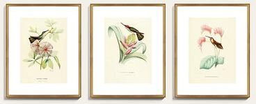 "History of Hummingbirds Art - Print I, 32"" x 26"" - Ballard Designs"