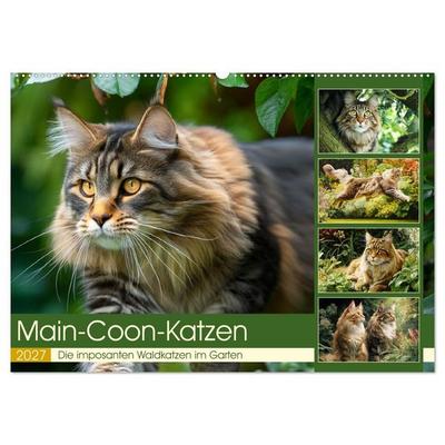 Main-Coon-Katzen. Die imposanten Waldkatzen im Garten (Wandkalender 2027 DIN A2 quer), CALVENDO Monatskalender