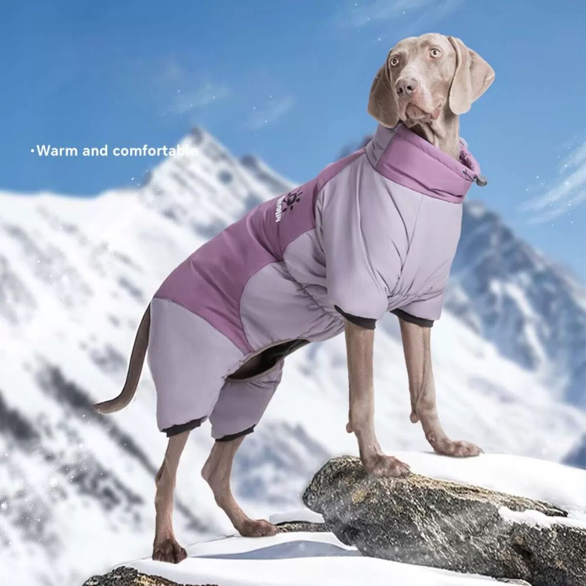 INF XL Lila Hunde Schneeanzug - Winter Warmer Wasserdichter Winddichter Haustiermantel