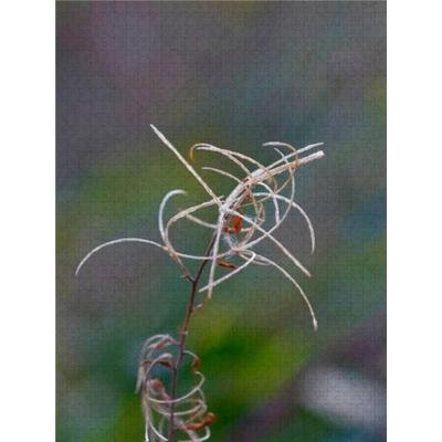 CALVENDO Puzzle Weidenröschen 2000 Teile Puzzle hoch | 2000 Teile Lege-Größe 90 × 67 cm Foto-Puzzle für glückliche Stunden