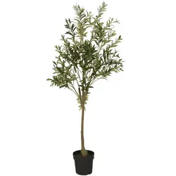 IB Laursen Olivenbaum in Topf, H: 166, Ø 50 cm