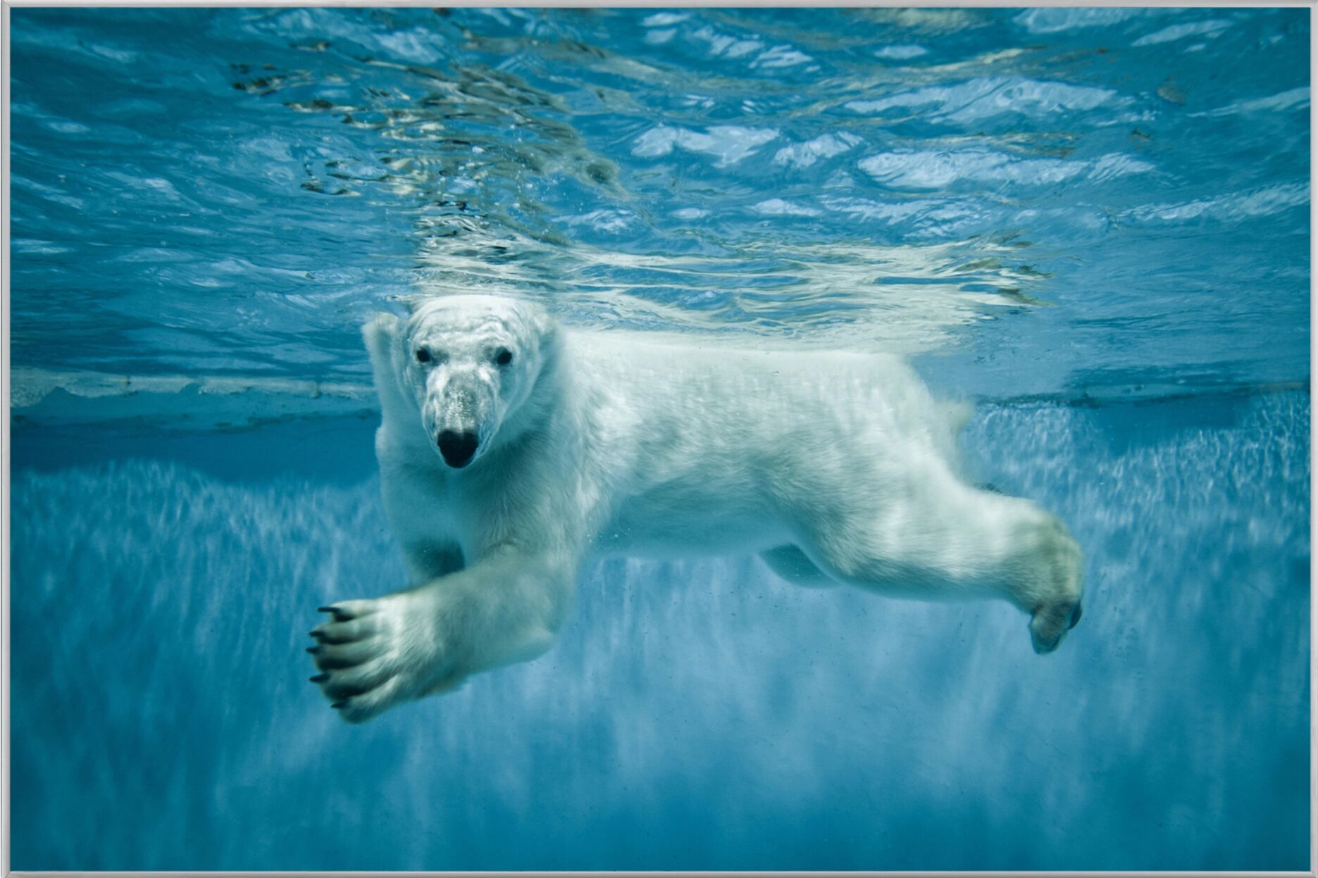 image LAND Eisbär