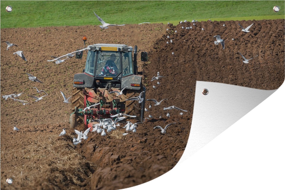 GreatGardenPosters Tuindoek Meeuwen volgen de tractor - 120 x 80 cm