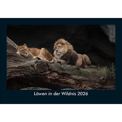 Löwen in der Wildnis 2026 Fotokalender DIN A5