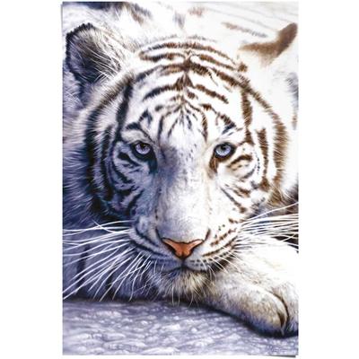 Poster REINDERS "Weißer Tiger", weiß (farbe bild(er): weiß), B:61cm H:91,5cm, Papier, Bilder, Poster