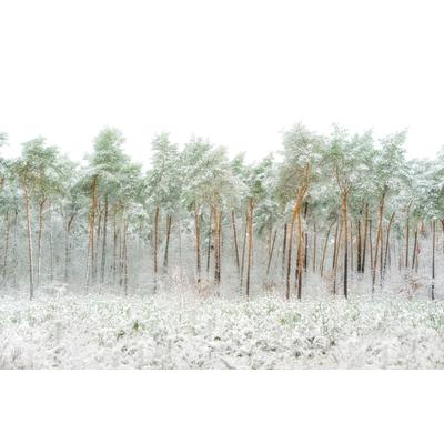 Fototapete PAPERMOON "Photo-Art GREETJE VAN SON, SCHNEEWELT", bunt, B:4m L:2,6m, Vlies, Tapeten