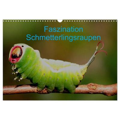 Faszination Schmetterlingsraupen (Wandkalender 2027 DIN A3 quer), CALVENDO Monatskalender