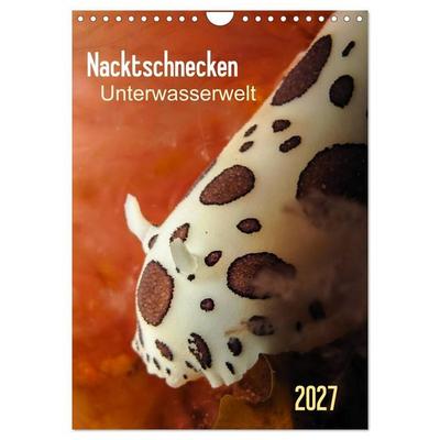 Nacktschnecken - Unterwasserwelt 2027 (Wandkalender 2027 DIN A4 hoch), CALVENDO Monatskalender