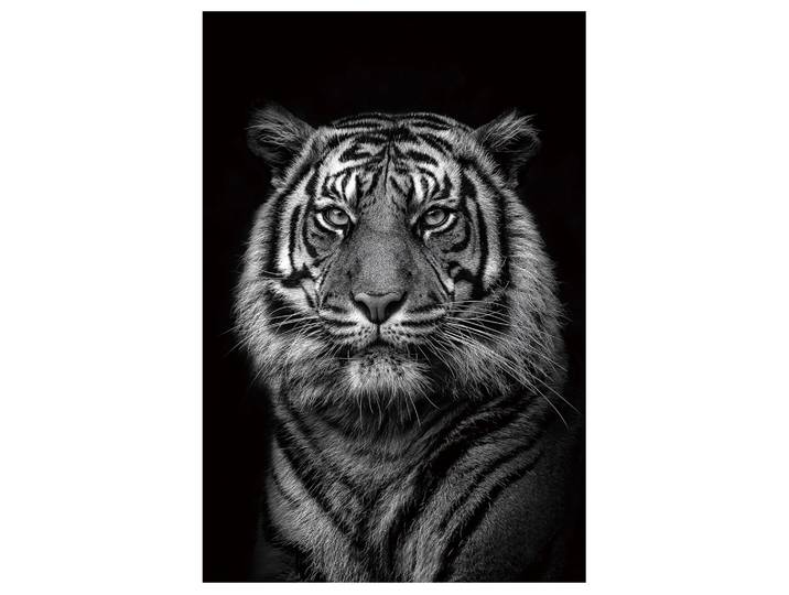 Glasbild Königstiger image LAND