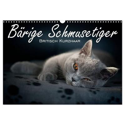 Bärige Schmusetiger - Britisch Kurzhaar (Wandkalender 2027 DIN A3 quer), CALVENDO Monatskalender