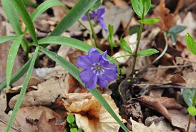 12x Vinca minor Kleine wintergroen in pot 9 x 9 cm van GRDplanten