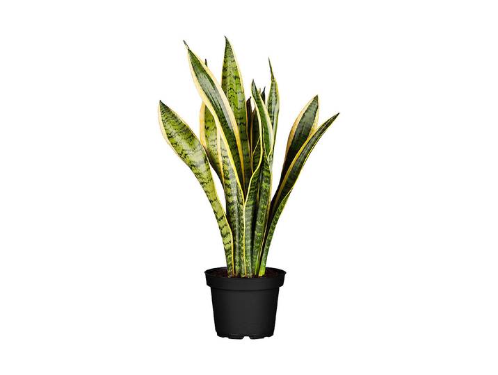 Qualité & Prix Bogenhanf Sansevieria ⌀ 17 cm