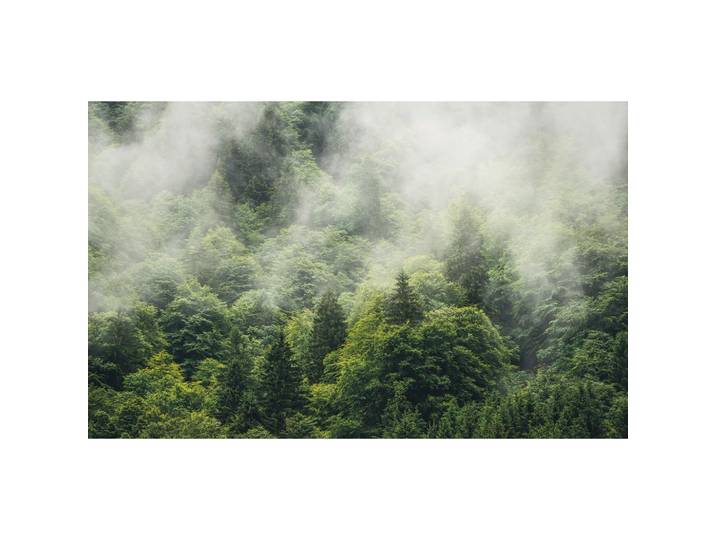 VLIESTAPETE SH061-VD4 FOREST LAND