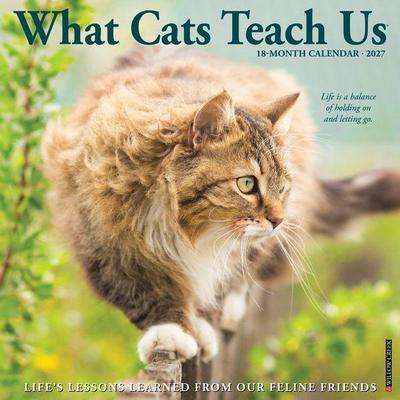 What Cats Teach Us 2027 12 X 12 Wall Calendar