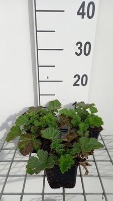 6 x Geum hybrida Totally Tangerine Goudsbloem, Pot van 9 x 9 cm van GRDplanten