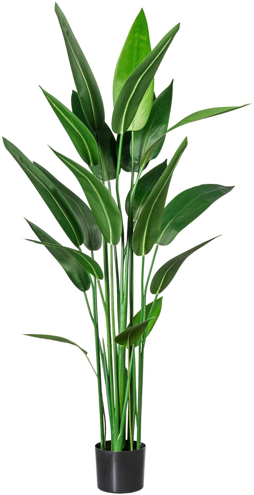 Künstliche Zimmerpflanze CREATIV GREEN "Wassercanna", grün, H:140cm, Kunststoff, Kunstpflanzen, Künstliche Zimmerpflanze
