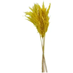 Trockenblume PAMPASGRAS gelb (BHT 8x75x8 cm) - BHT 8x75x8 cm