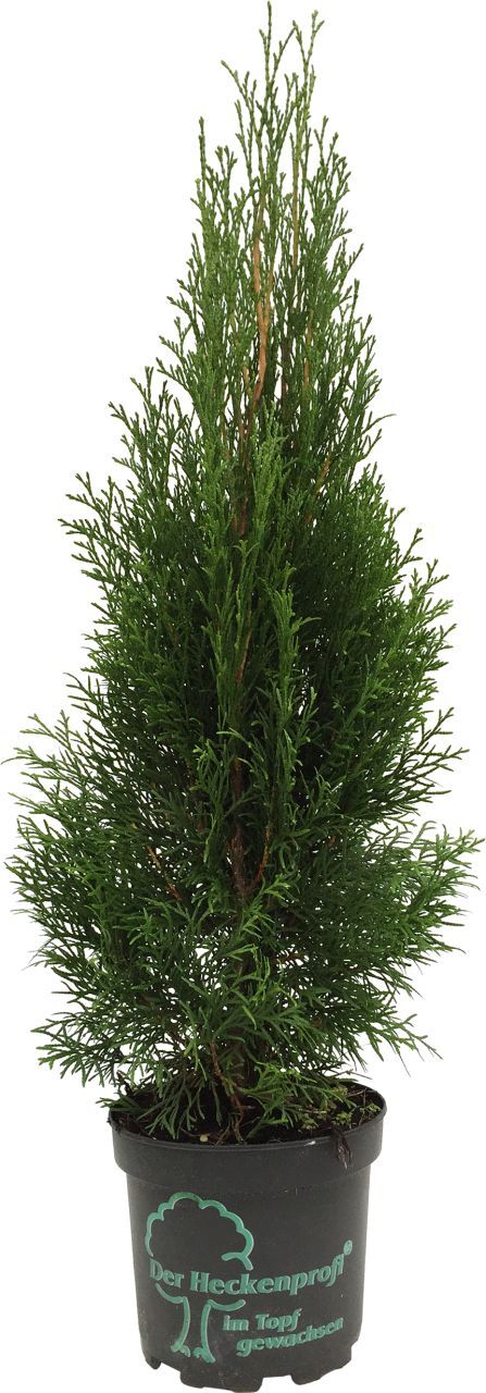 Pflanzen Topfgewachsene Heckenkoniferen Lebensbaum Smaragd Thuja occidentalis H 40 - 60 cm 2 L Container