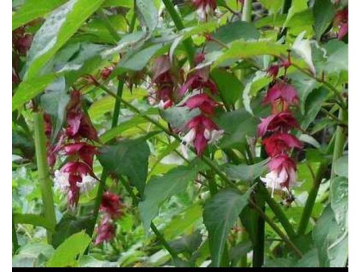 Leycesteria formosa - Fazantenbes\, Karamelbes\, Grootmoeders Oorbel 40- 50 cm in pot