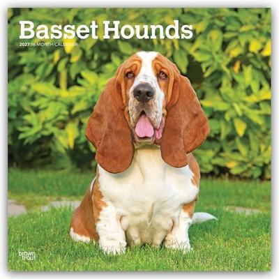 Basset Hounds 2027 – 16-Monatskalender