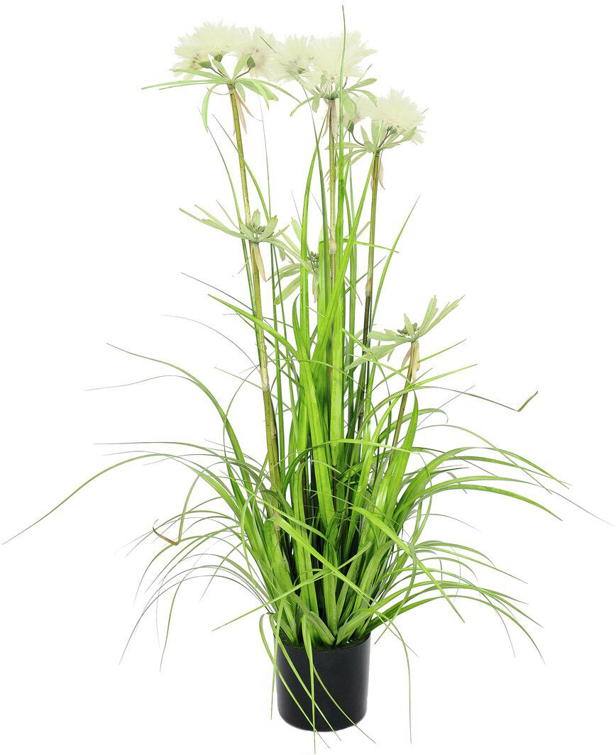 Europalms Sterngras, 120cm