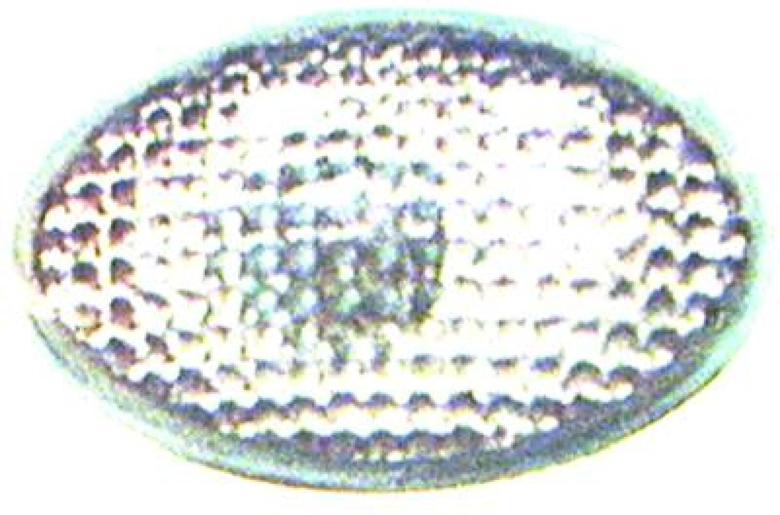 DIEDERICHS 1812077 Side indicator