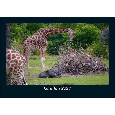 Giraffen 2027 Fotokalender DIN A5