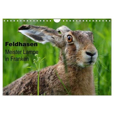 Feldhasen - Meister Lampe in Franken (Wandkalender 2027 DIN A4 quer), CALVENDO Monatskalender