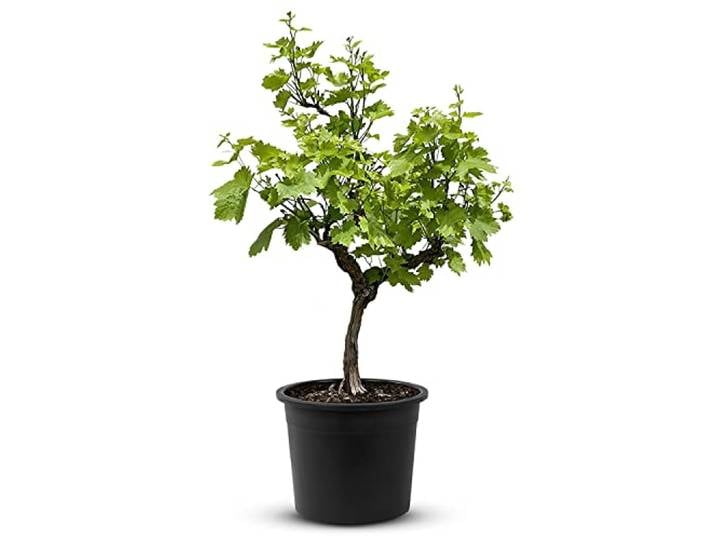 Tropictrees Weinrebe - Vitis Vinifera alter knorriger Weinstock mit einer Höhe von 100 cm und einem Stammumfang von 15-20 cm inklusive Topf Durchmesser 33 cm
