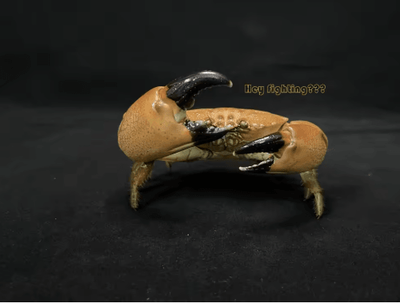 Inspire Picks Real Crab Specimen Display Handcrafted Natural Collector Decor With Custom Options without Cover 10