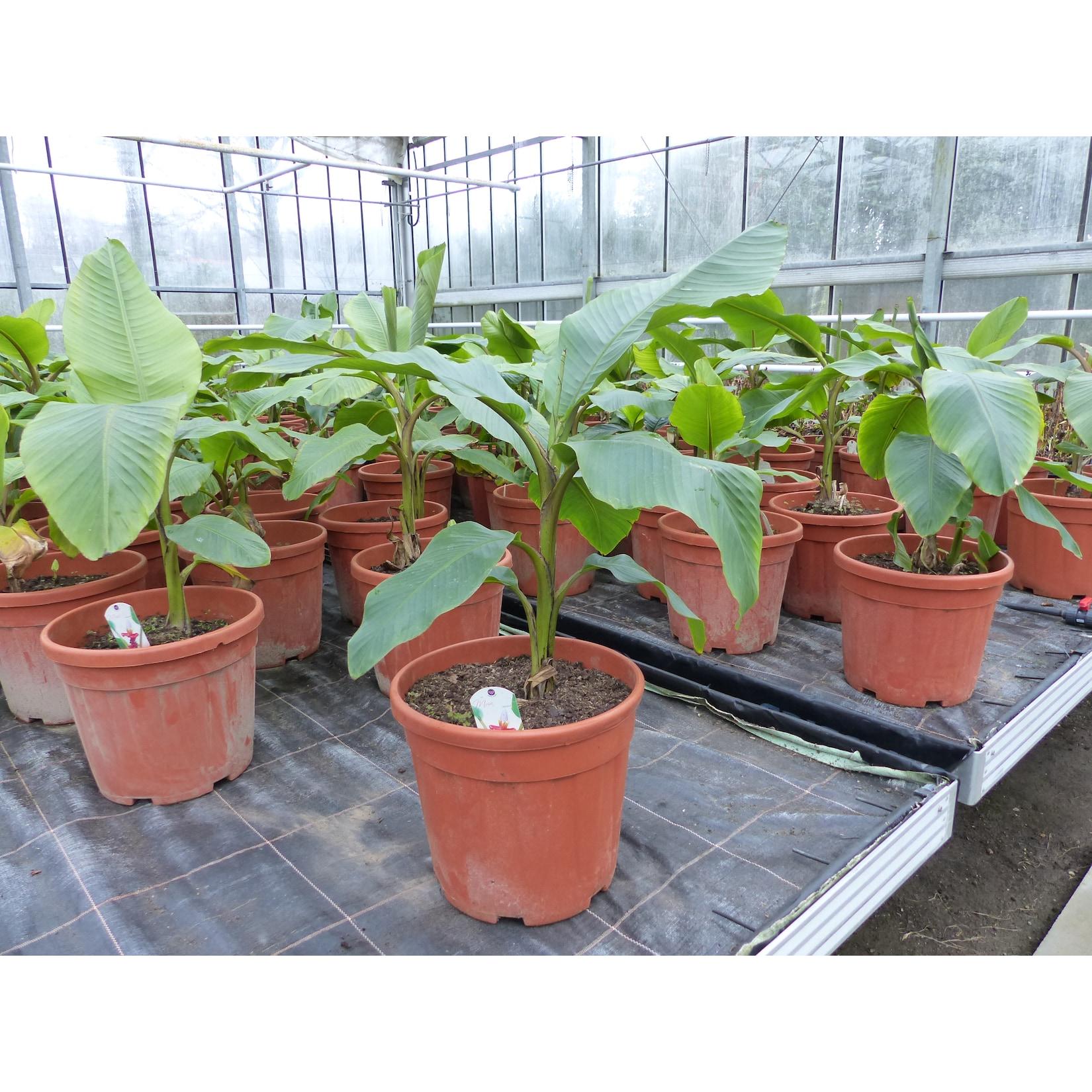 Bananenstaude Banane Musa Velutina 80 cm, rosa Zwergbanane, winterhart