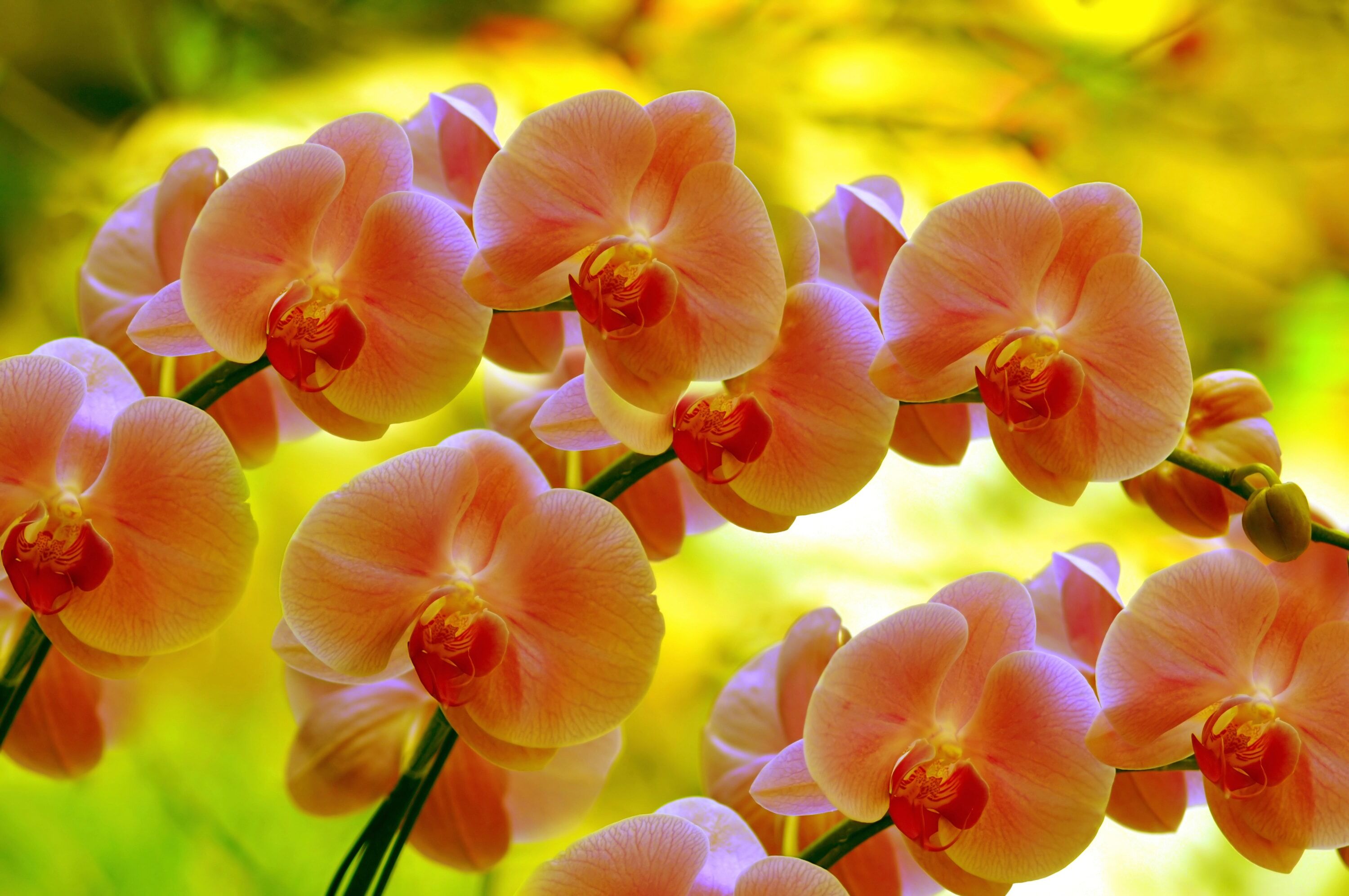 Fototapete PAPERMOON "ORCHIDEEN-BLUME PFLANZE BLÜTE MAKRO NATUR MUSTER DEKOR", bunt, B:5m L:2,8m, Vlies, Tapeten