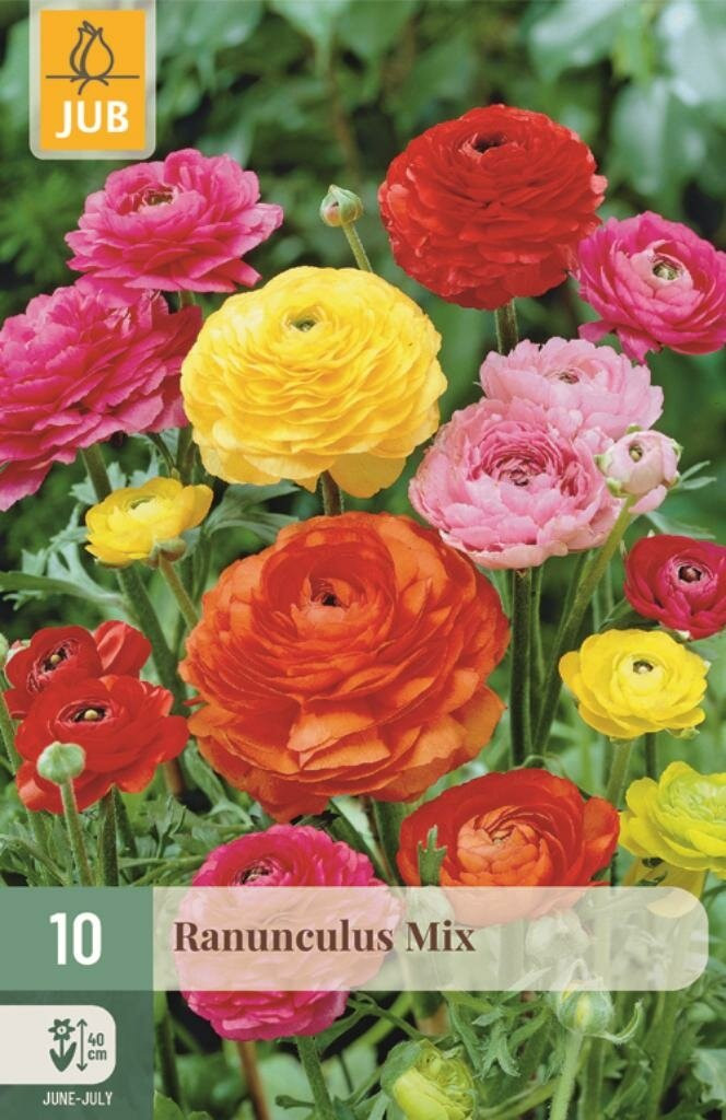 Ranunculus mix Jub 10 knollen