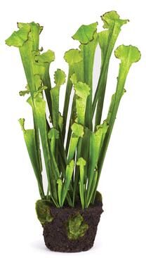 Porch & Petal "Sarracenia Drop-In 25"" - Green"