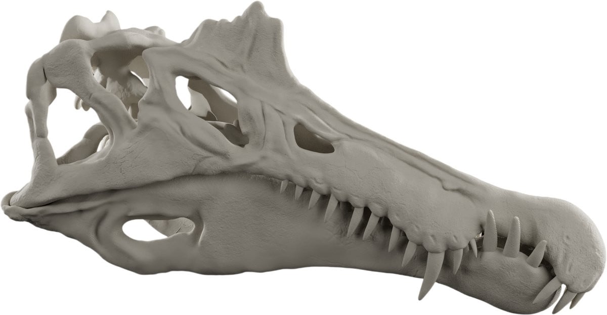 Spinosaurus Aegyptiacus Schedel Replica - 1:3 Schaalmodel - Anatomisch Dinosaurus Model - Botkleur - 53 cm