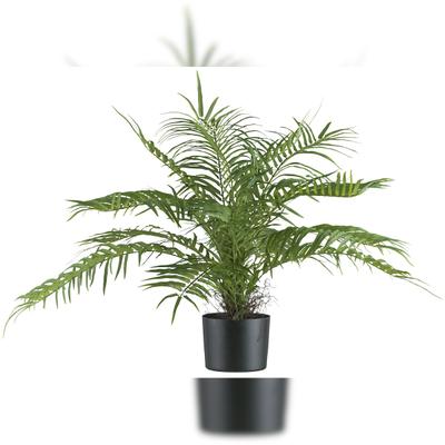 CREATIV green künstliche Pflanze Areca Palmbusch, 70cm, schwer entflammbar