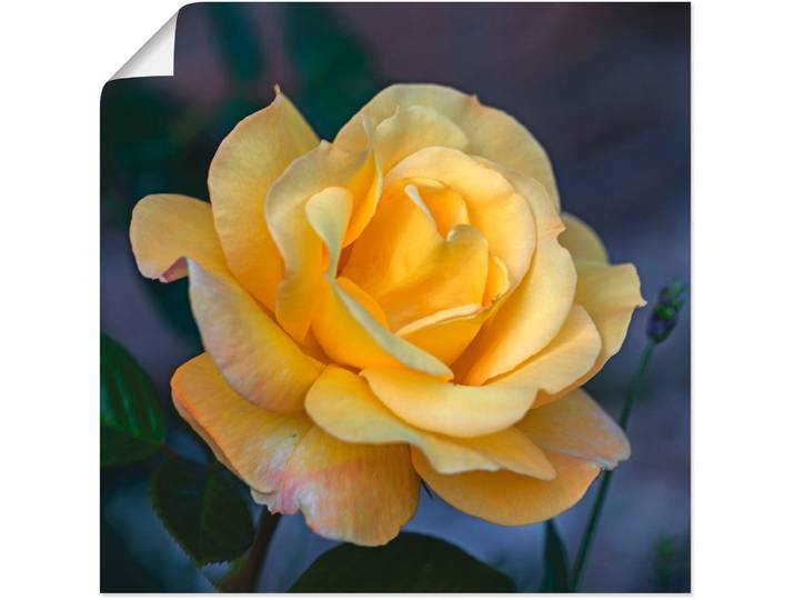 Poster ARTLAND Gelbe Rose , gelb (farbe bild(er): gelb), B:40cm H:40cm, Bilder, Poster, ohne Rahmen