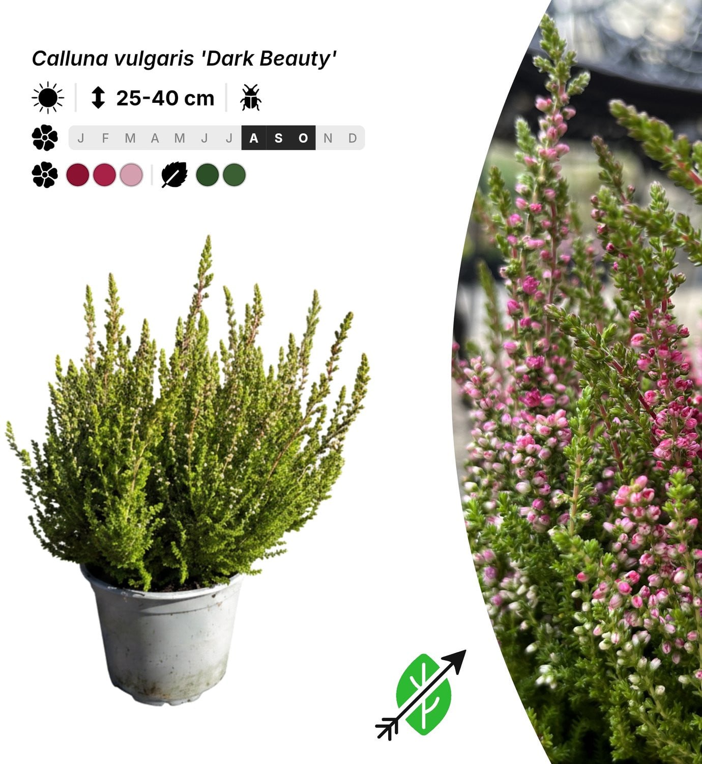 20x Calluna vulgaris Dark Beauty bodembedekker in P10,5 pot