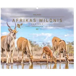 Palazzi, Kalender, Hautnah - Afrikas Wildnis 2027