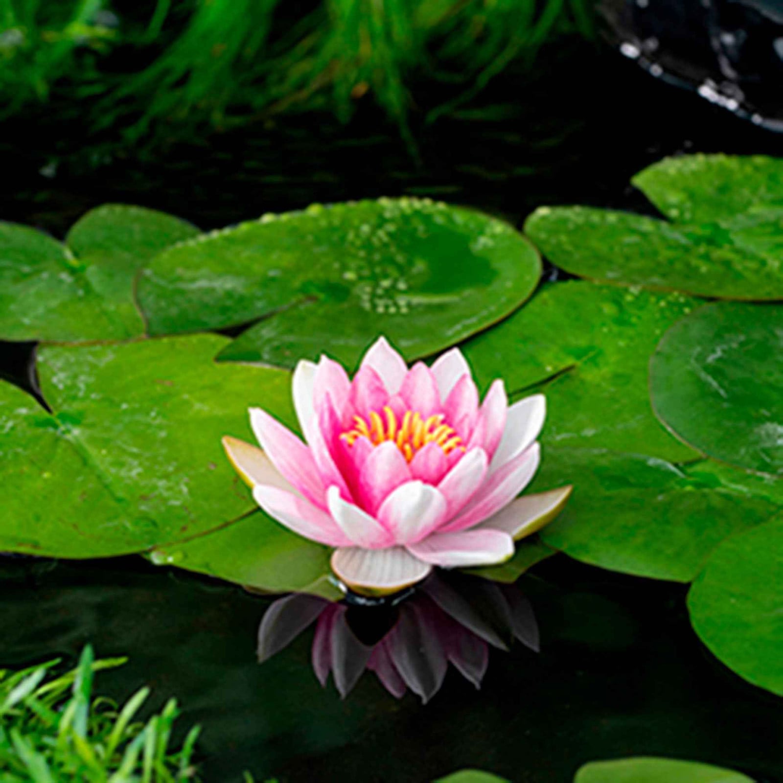 Moerings Nymphaea Attraction Waterlelie in 11 cm pot Mästergrön