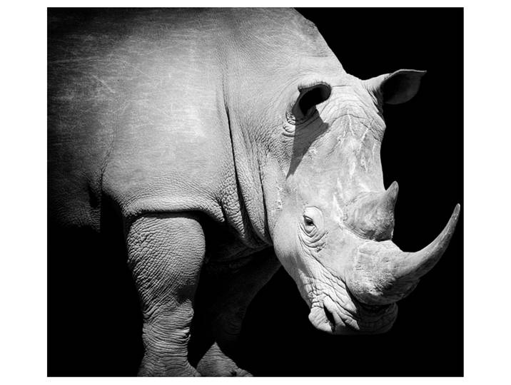 Alubild Nashorn image LAND