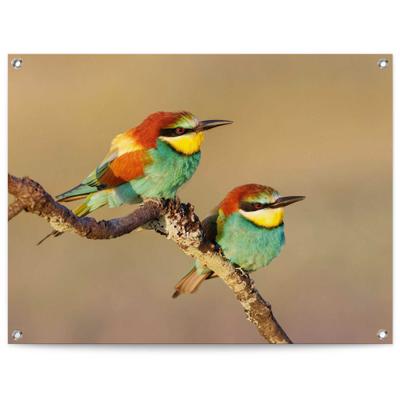 Poster REINDERS "Der Bienenfresser", bunt (farbe bild(er): bunt), B:80cm H:60cm T:0,1cm, Leinwand, Bilder, Poster, Outdoor für Garten oder Balkon